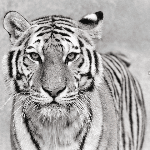 Черно-белые фотообои. Тигр